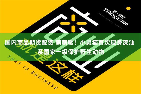 国内商品期货配资 萌萌哒！小灵猫首次现身深汕 系国家一级保护野生动物